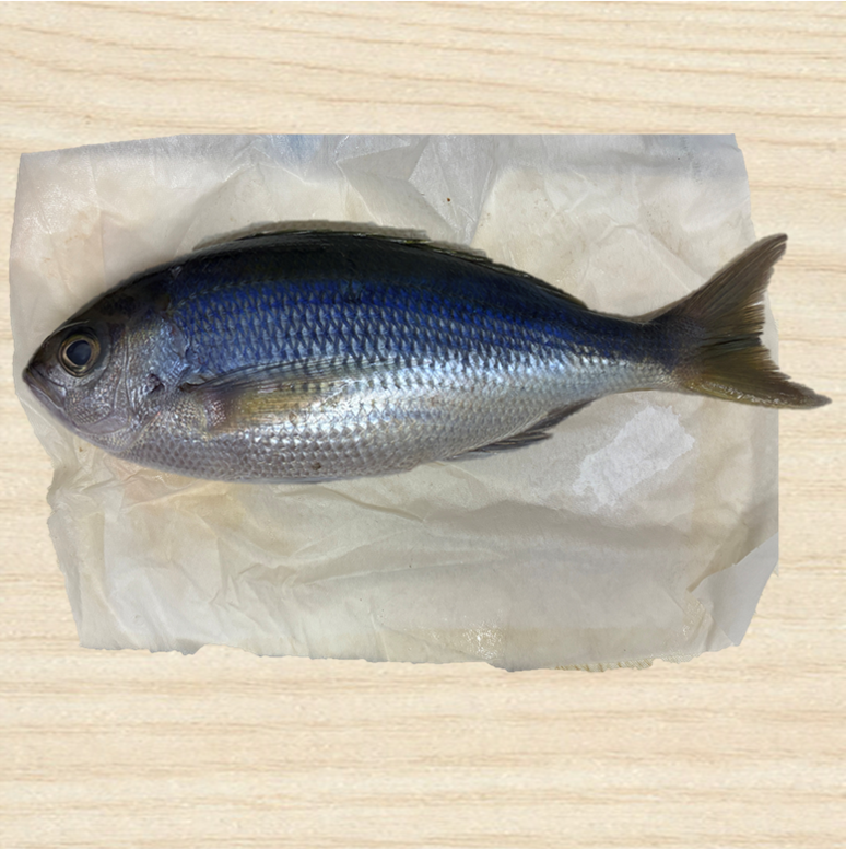 “Aodai — the blue sea bream whose name reflects its shimmering hue. At its peak from summer to fall, this elegant fish becomes sushi at its finest. Delicate, clean, unforgettable.”